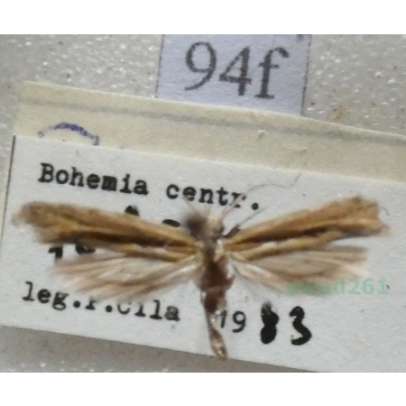 Plutella xylostella (Linnaeus, 1758) Tantniś krzyżowiaczek Czech94f